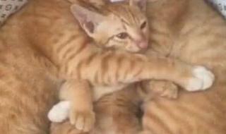 我们这一家粤语 我们这一家粤语