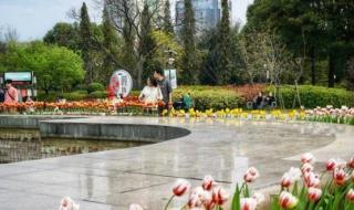 郁金香温泉 郁金香温泉