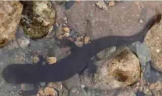 仙境传说名字 仙境传说名字